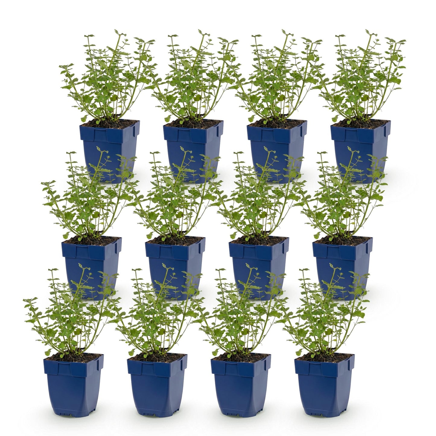 Green boutiQ - Plante vivace - Nepeta faassenii Walker's Low - Herbe à chat - Attireurs d'abeilles et de papillons - Bleu - 12 Plantes - Pot 11cm - Hauteur 15-25cm