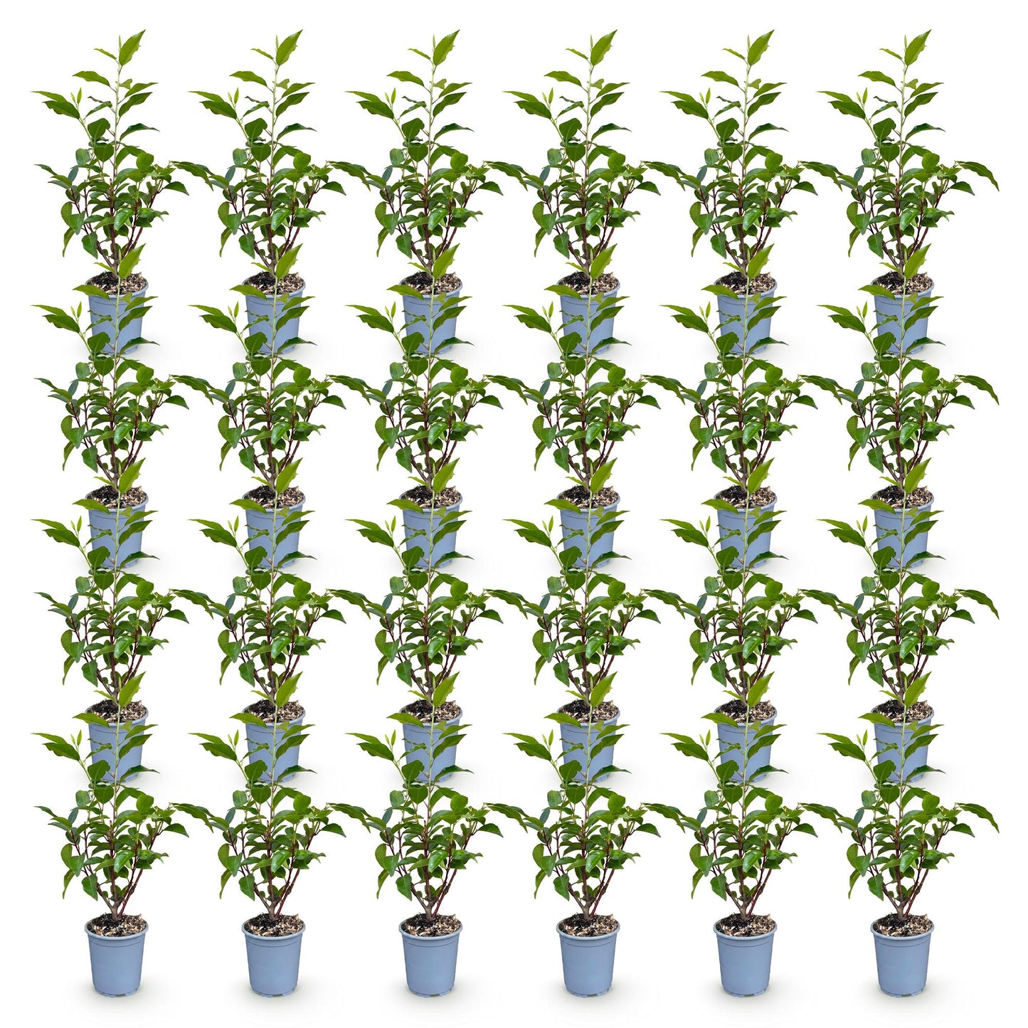 Green boutiQ - 24x Prunus lusitanica Angustifolia - Portuguese Laurel - Hedge Plants - Evergreen - Green - Pot 9cm - Height 25-35cm