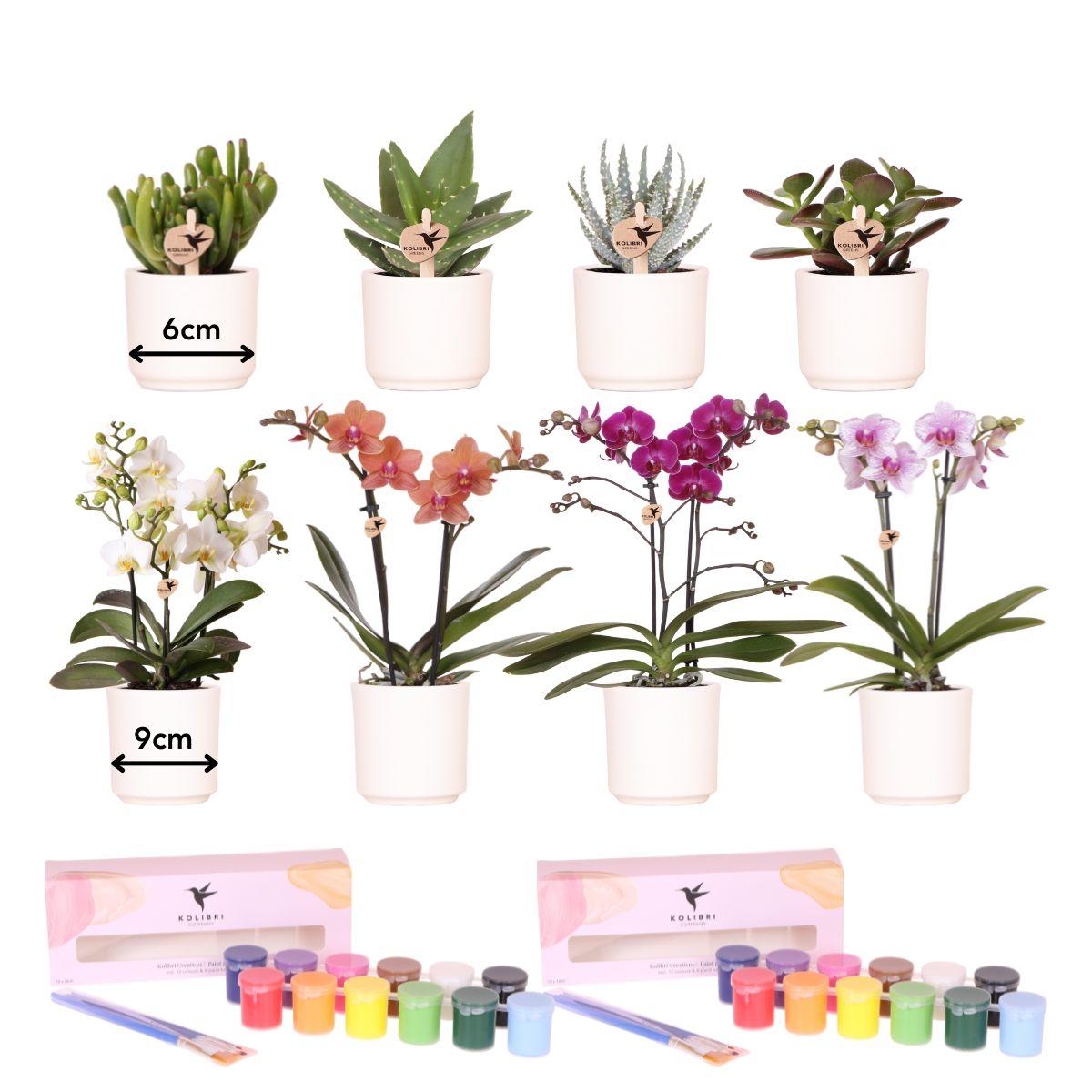 Creativi di Kolibri | Pacchetto di colori per dipingere 8 vasi di fiori + orchidee e piante grasse | per almeno 4 persone | Visionario creativo
