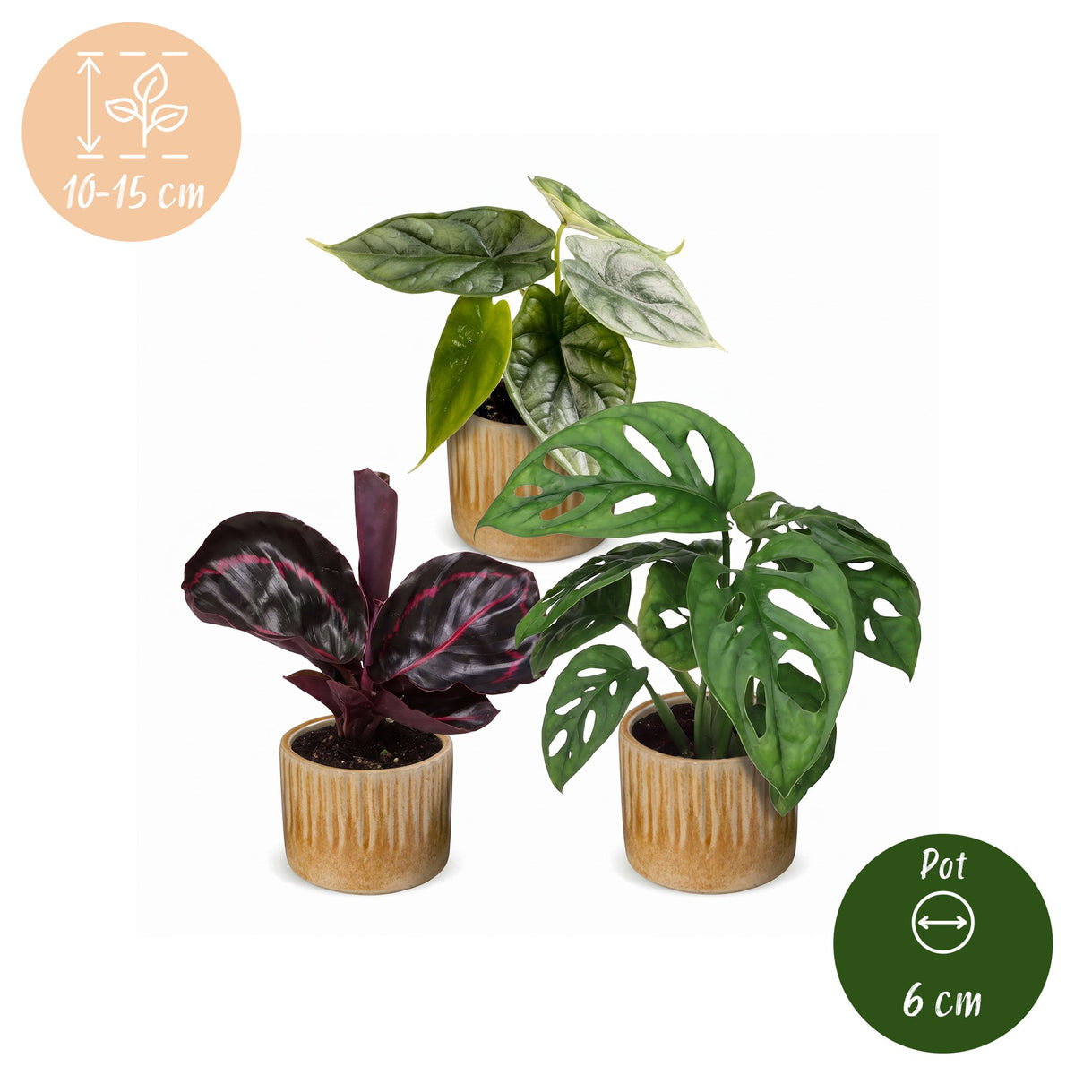3x Baby Jungle Mix - Assorted - Tropical - incl. Linnea Honey - Ø6cm - ↕10-15cm