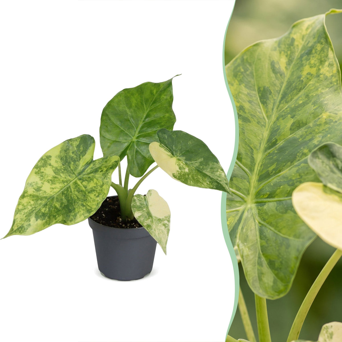 Alocasia Macrorrhiza Aurea Variegata - Gouden olifantsoor - Groen - Variegata - Tropisch - Ø6cm - ↕15cm