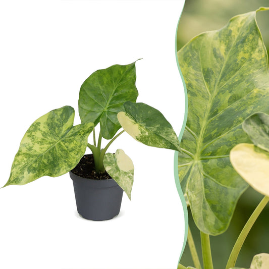 Alocasia Macrorrhiza Aurea Variegata - Gouden olifantsoor - Groen - Variegata - Tropisch - Ø6cm - ↕15cm