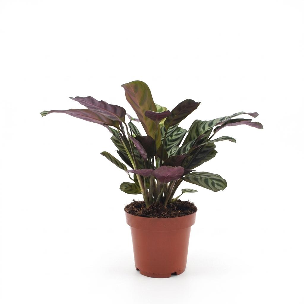 Ctenanthe Burle Marxii - Visgraatplant - 1 Plant - Pot 12cm - Hoogte - 30cm