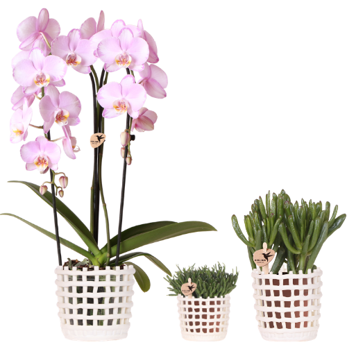 Kolibri Company | Plant Set Mesh White | Pink Niagara Falls Orchid 12 cm + Green Plants incl. Decorative Pots – Fresh from the Grower