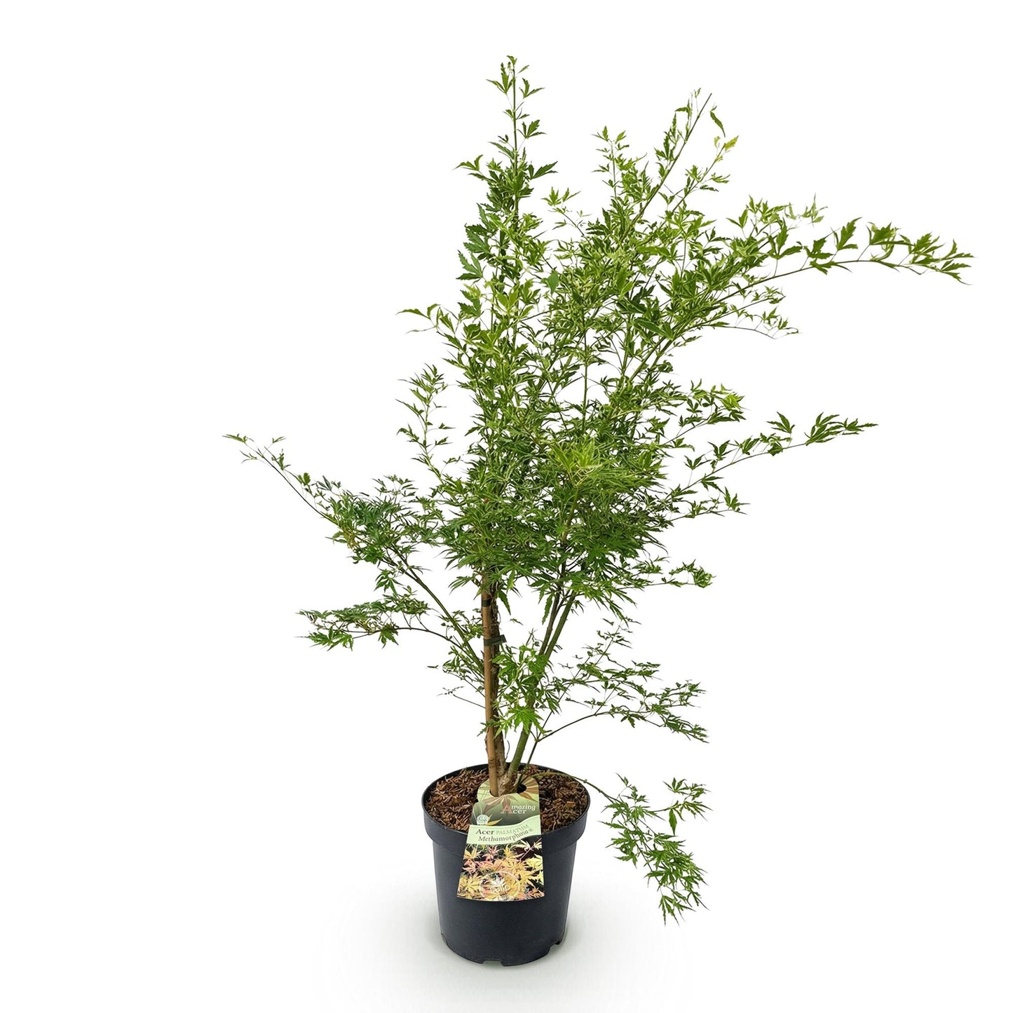 Garden plant - Acer palmatum Methamorphosa - Japanese Maple - Deciduous - Green - Orange - 1 - Pot 26cm - Height 90cm