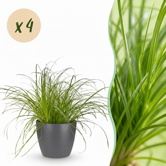Green boutiQ - Houseplant - Cyperus alternifolius Zumula - Cat Plant - Pet-Friendly Plant - Green - 4 Plants - with Potter Grey - Pot 12cm - Height 20cm