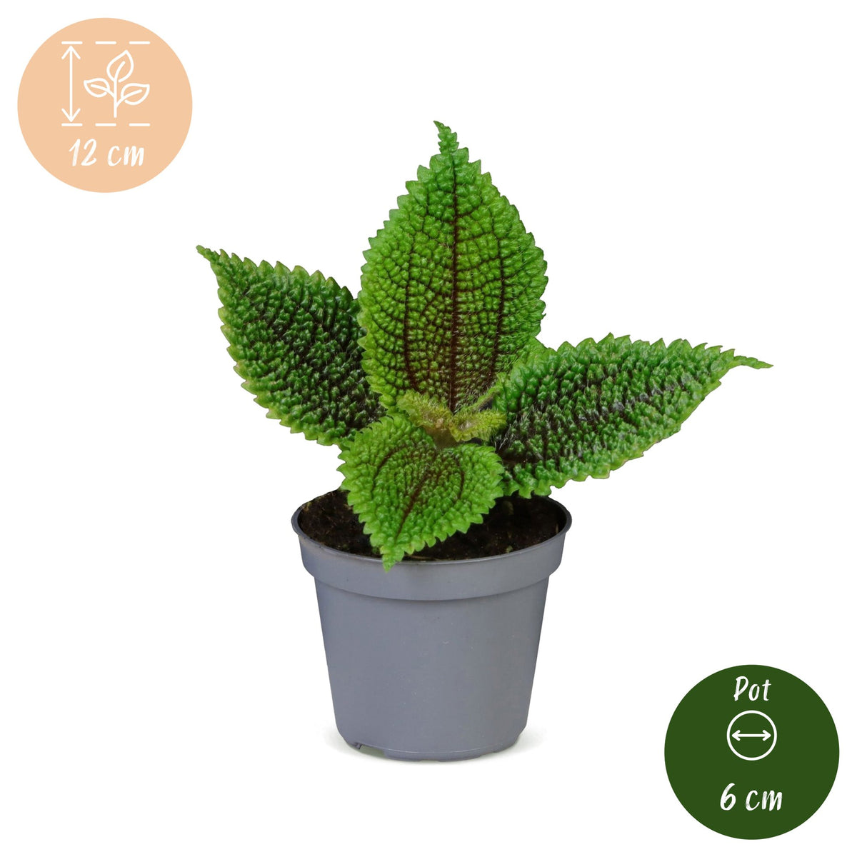 Pilea Moon Valley - Maandalvallei-pilea - Groen - Tropisch - Ø6cm - ↕12cm