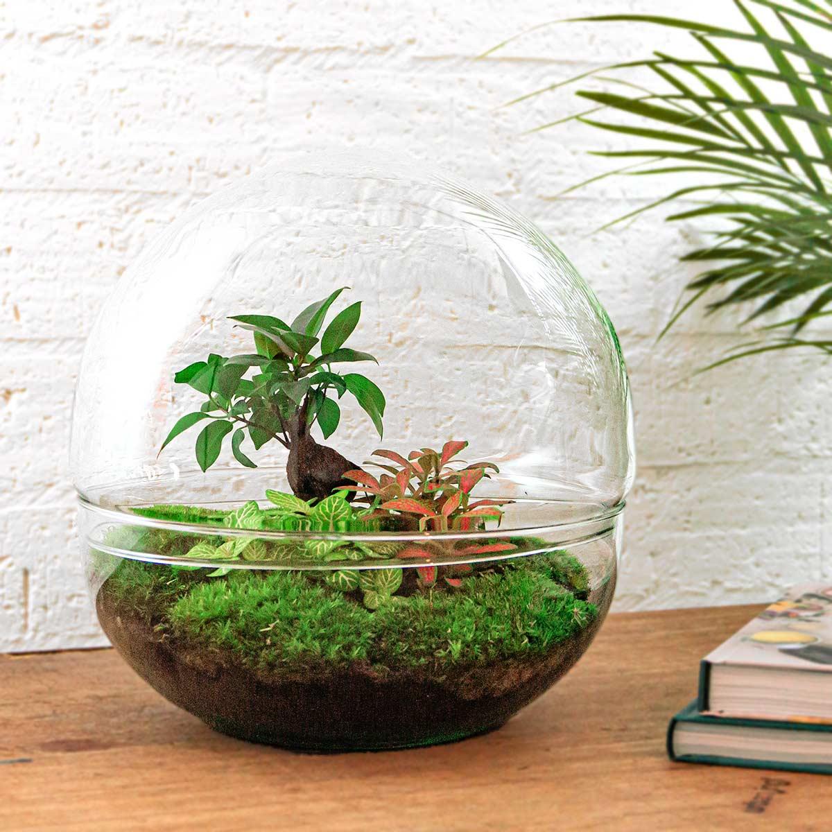 DIY Plant terrarium two-piece glass dome - Dome XL Bonsai - Ø 28 cm ↑ 28 cm - Rake + Shovel + Tweezer + Scissors