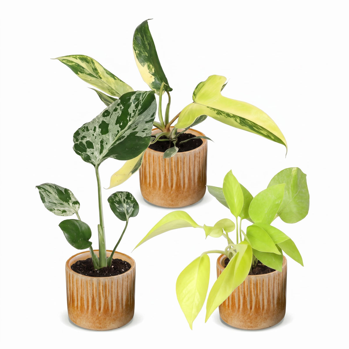 3x Baby Tropical Mix - Diversen - Tropisch - incl. Linnea Honey - Ø6cm - ↕10-15cm