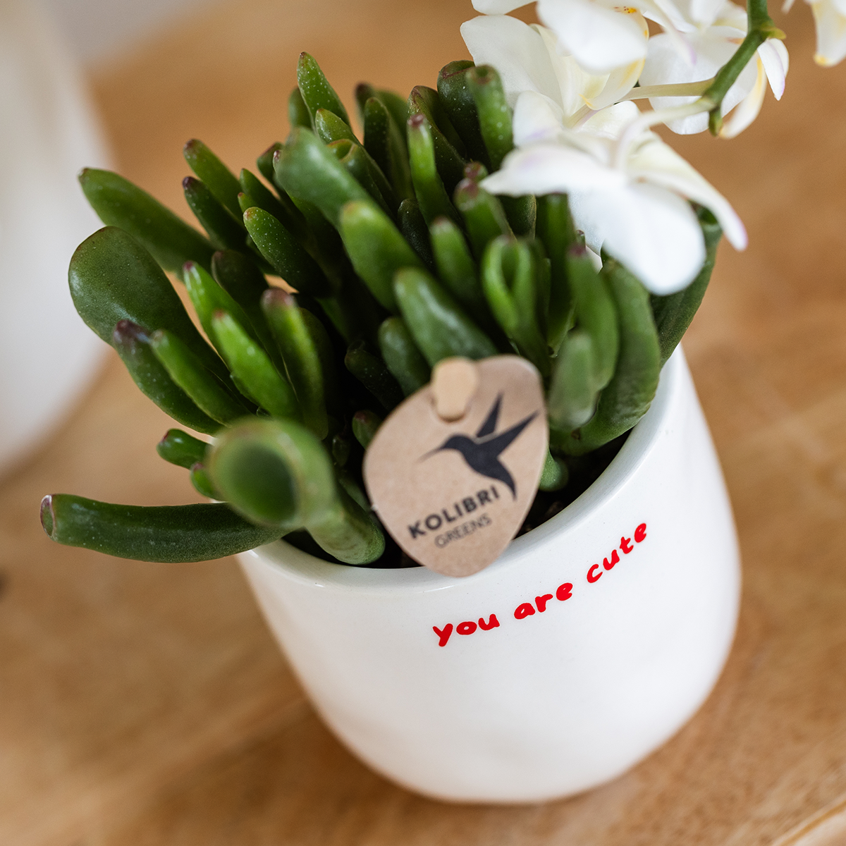 Kolibri Orchids | Gift set 'love you' | Rode Phalaenopsis orchidee Congo met groene plant in Love sierpotten op Cloud plate