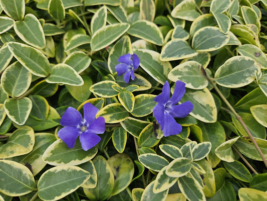 60x Lesser periwinkle 'Aureovariegata' - ↕10-25cm - Ø9cm