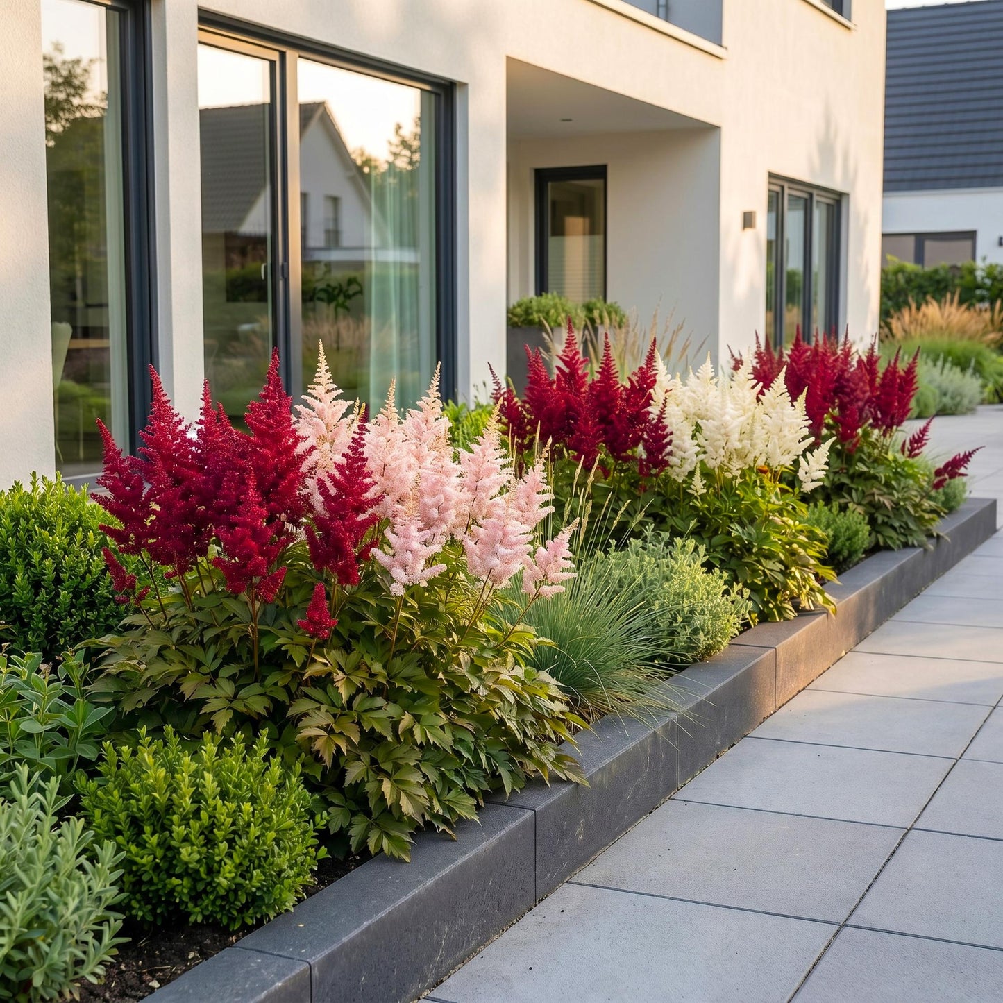 Pianta perenne - Astilbe Tricolour - Spirea - Ombra - Viola - Rosa - Bianco - 12 Piante - Vaso 11cm - Altezza 15-25cm