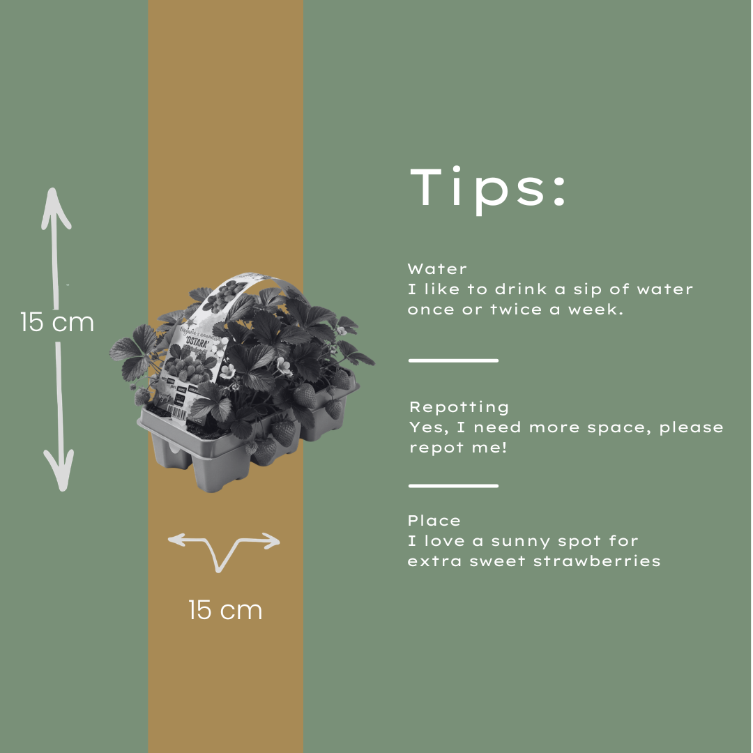 Aardbeien 6 pack (Fragaria) 100% biologisch