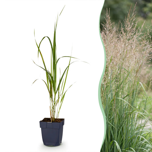 Grasses - Molinia arund. Karl Foerster - Purple Moor Grass - With Plume - Green - 1 Plant - Pot 11cm - Height 15-25cm