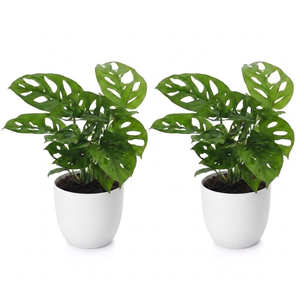 Monstera Adansonii - Rhaphidophora Tetrasperma - 2 Plants - with White Pots - Pot 12cm - Height - 25cm