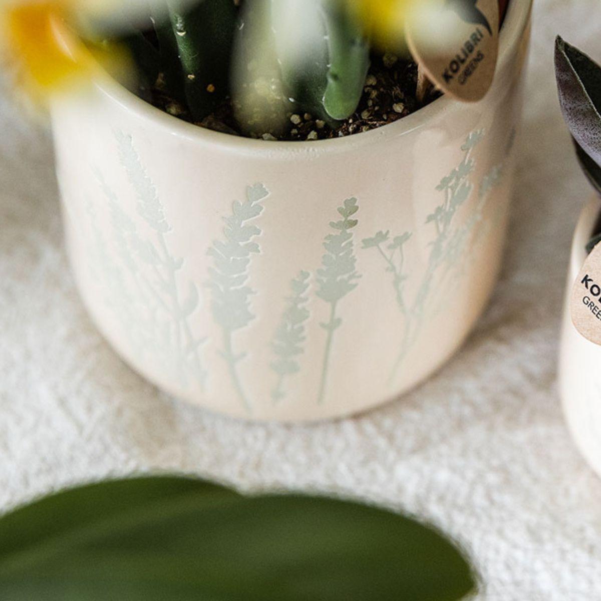 Orchidee Colibrì | Orchidea di Albenga Gialla + Vaso decorativo floreale azzurro - dimensioni del vaso Ø9cm | pianta da appartamento fiorita - fresca dal coltivatore