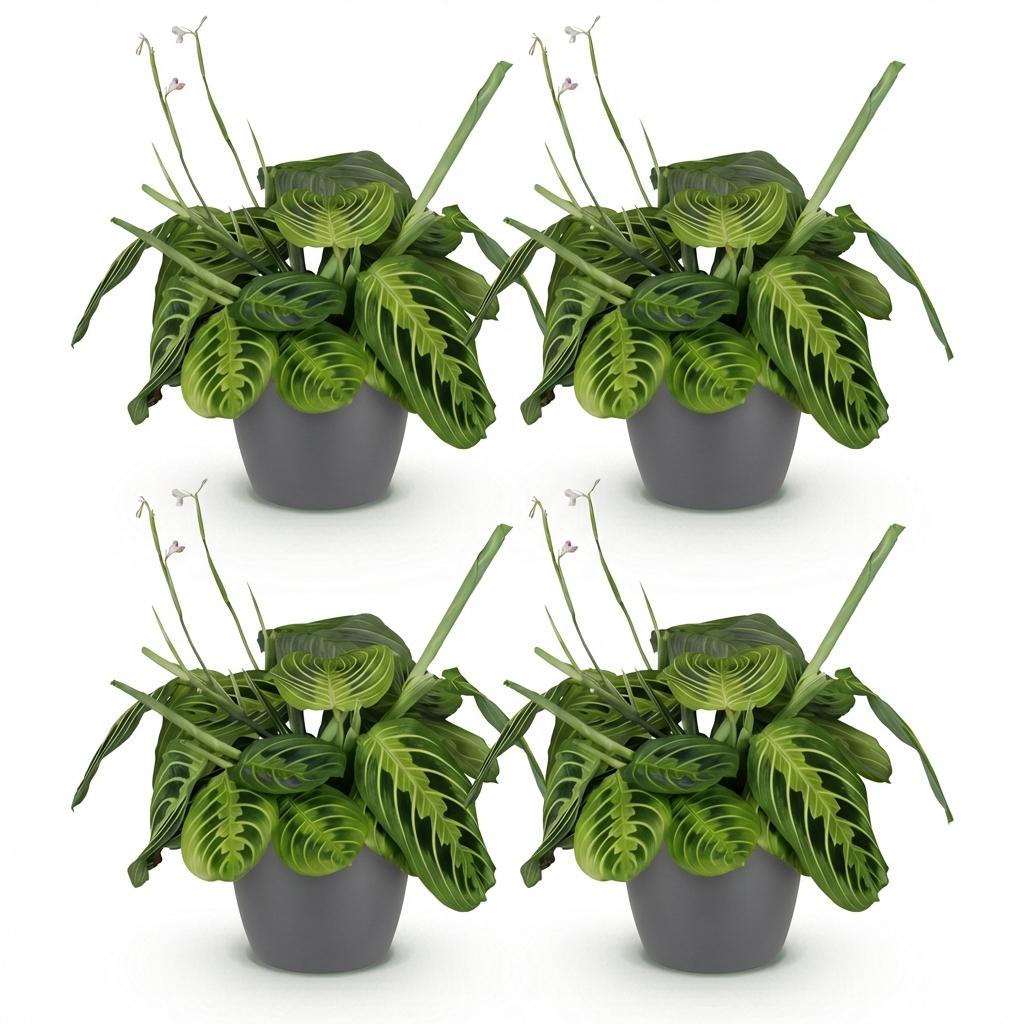 Pianta d'appartamento - Maranta Fascinator Lemon Lime - Pianta della preghiera - Pianta pet-friendly - Verde - 4 Piante - con vaso Grigio - Vaso 12cm - Altezza 25cm