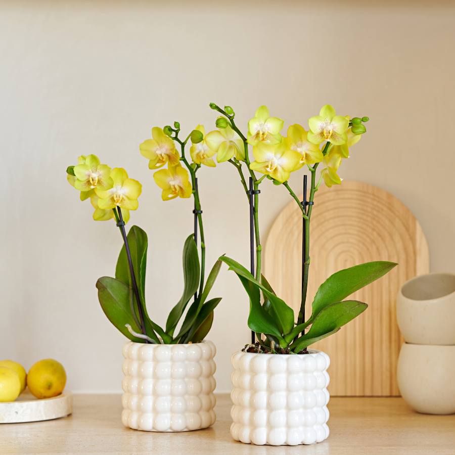 Kolibri Company | Set di piante Poppy White Yellow | Orchidee gialle Albenga incl. vasi decorativi in ceramica – diametro vaso Ø9 cm