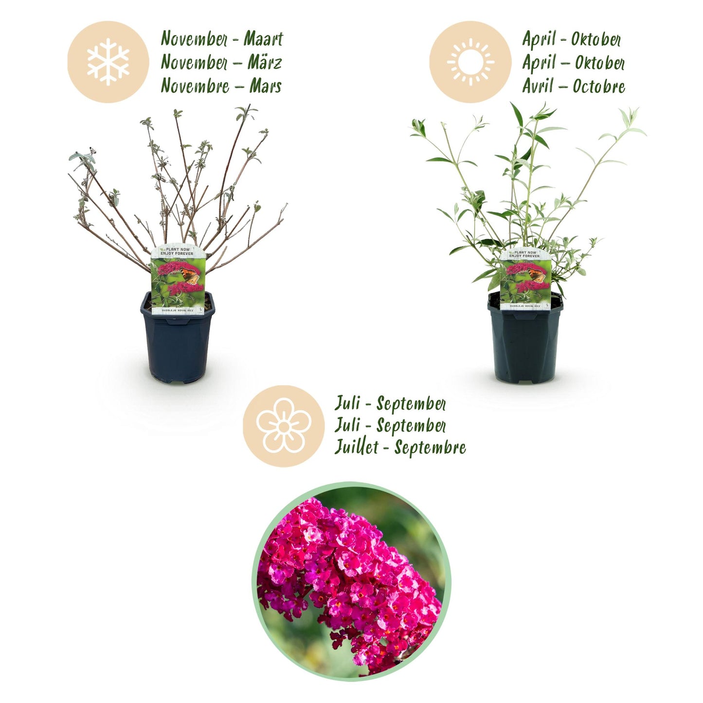 Tuinplant - Buddleja davidii Royal Red - Vlinderstruik - Winterhard - Rood - 3 Planten - Pot 17cm - Hoogte 45cm
