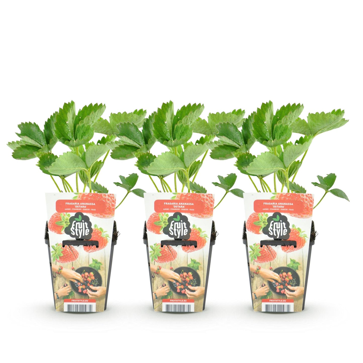 Green boutiQ - Fruitplanten - Aardbei - Fragaria Elvira - Winterhard - 3 Planten - Pot 9 cm - Rode Aardbei