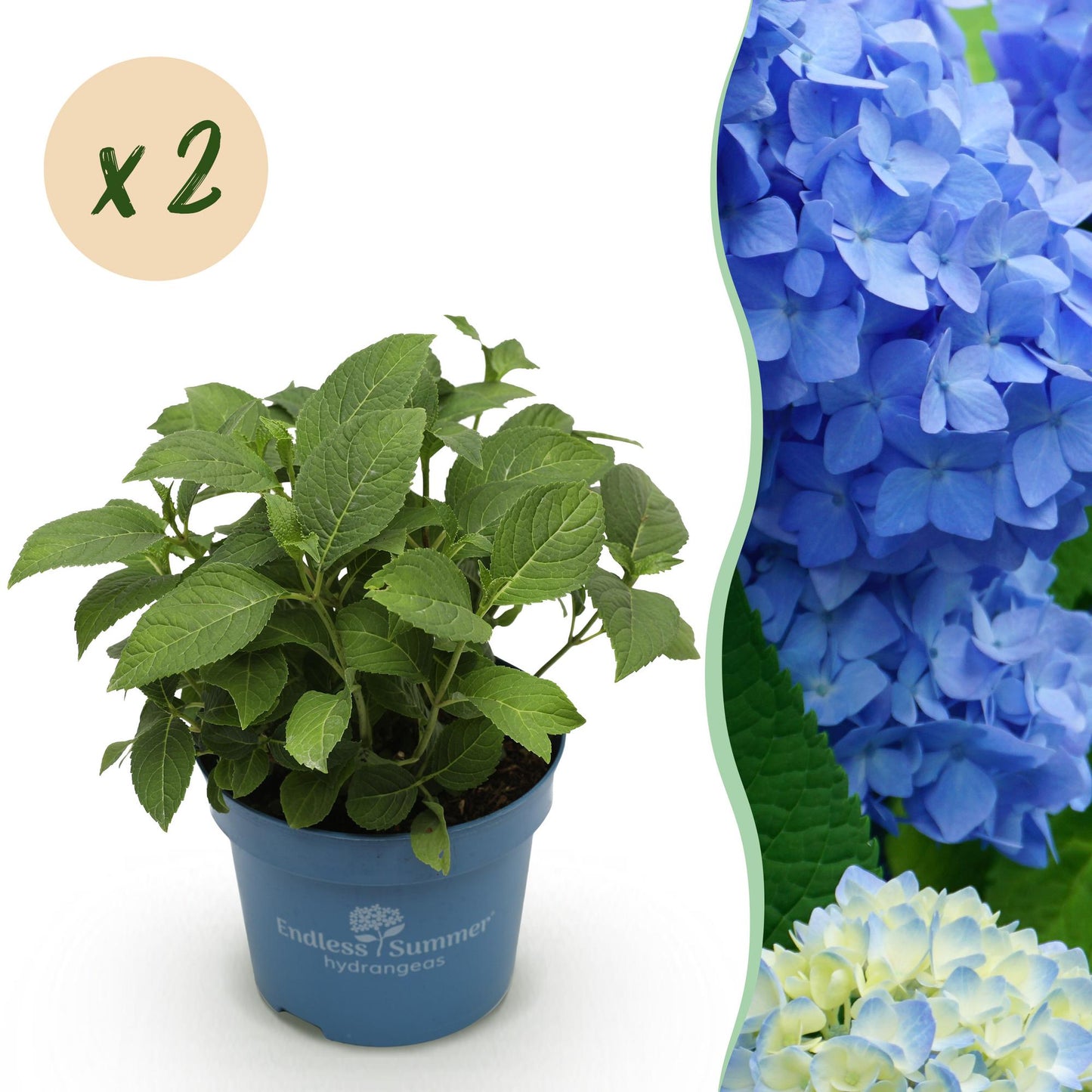 Green boutiQ - Garden Plant - Hydrangea Endless Summer The Original Blue - Hydrangea - Hardy - Blue - 2 Plants - Pot 14cm - Height 20-25cm