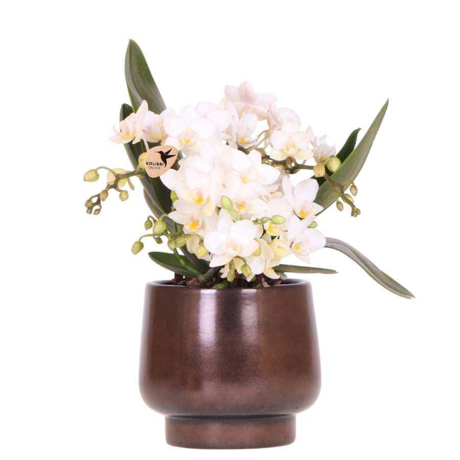 Hummingbird Orchids | Scandic Copper pot Ø9cm with white Nazaré orchid – fresh from the grower
