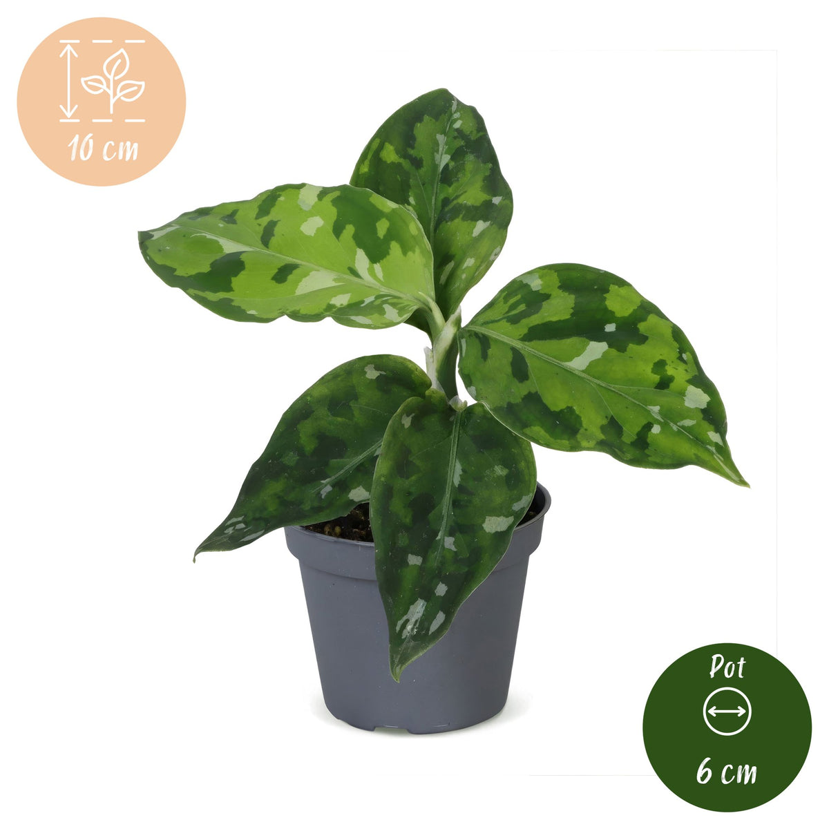Aglaonema Pictum Tricolor - Camouflagepalm - Groen - Tropisch - Ø6cm - ↕10cm
