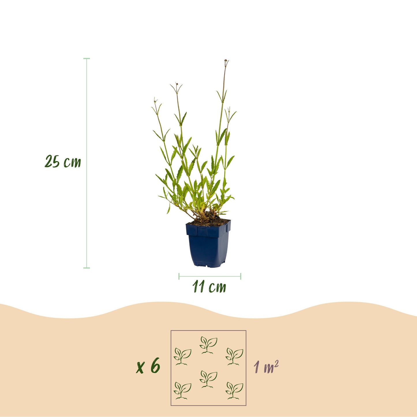 Vasteplant - Verbena bonariensis - Ijzerhard - Bijen- en vlinderlokkers - Paars - 24 Planten - Pot 11cm - Hoogte 15-25cm