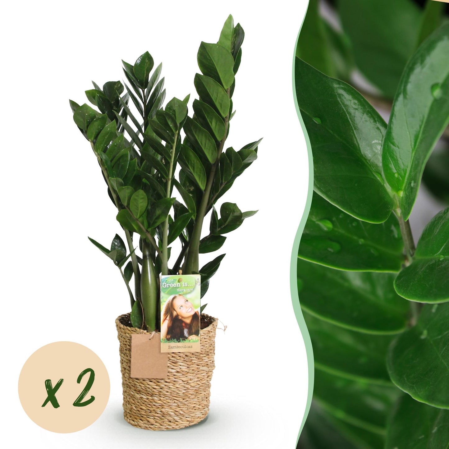 Green BoutiQ - Green is... Houseplants - Zamioculcas - ZZ-plant - Low maintenance - with basket - Green - 2 Plants - Pot 17cm - Height 65-75cm