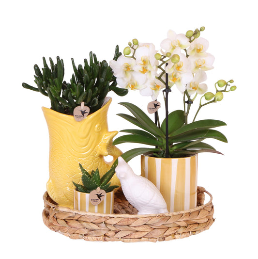 Compagnia di colibrì | Set regalo Tramonto Mediterraneo | Set di piante con orchidea Phalaenopsis Lausanne bianca e piante grasse, incl. vasi decorativi in ​​ceramica