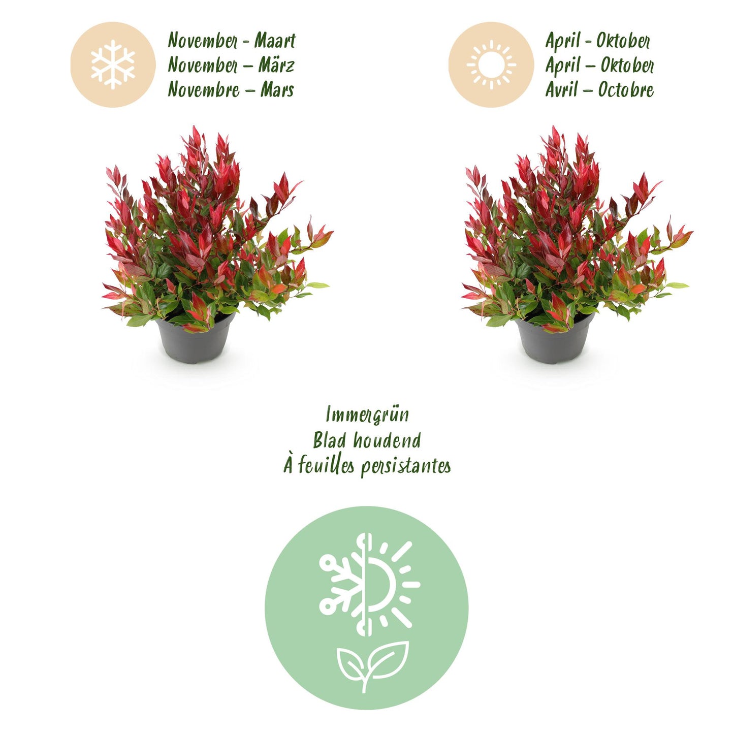 Tuinplant - Leucothoe Little Flame - Rood - 1 Plant - Groenblijvend - Weinig Onderhoud - Pot 17cm Hoogte 40cm