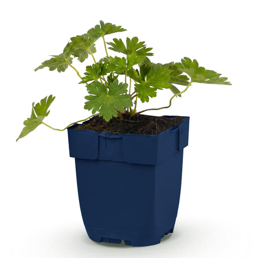 Perennial - Geranium 'Rozanne' - Cranesbill - Groundcover - Blue - 1 Plant - Pot 11cm - Height 15-25cm