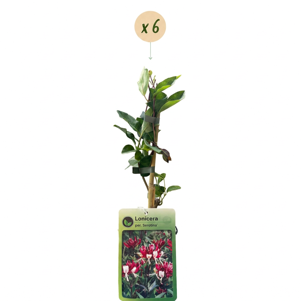 6x Lonicera per. 'Serotina' - Kamperfoelie - Paars - Geel - Klimplant - Ø9cm - ↕35cm