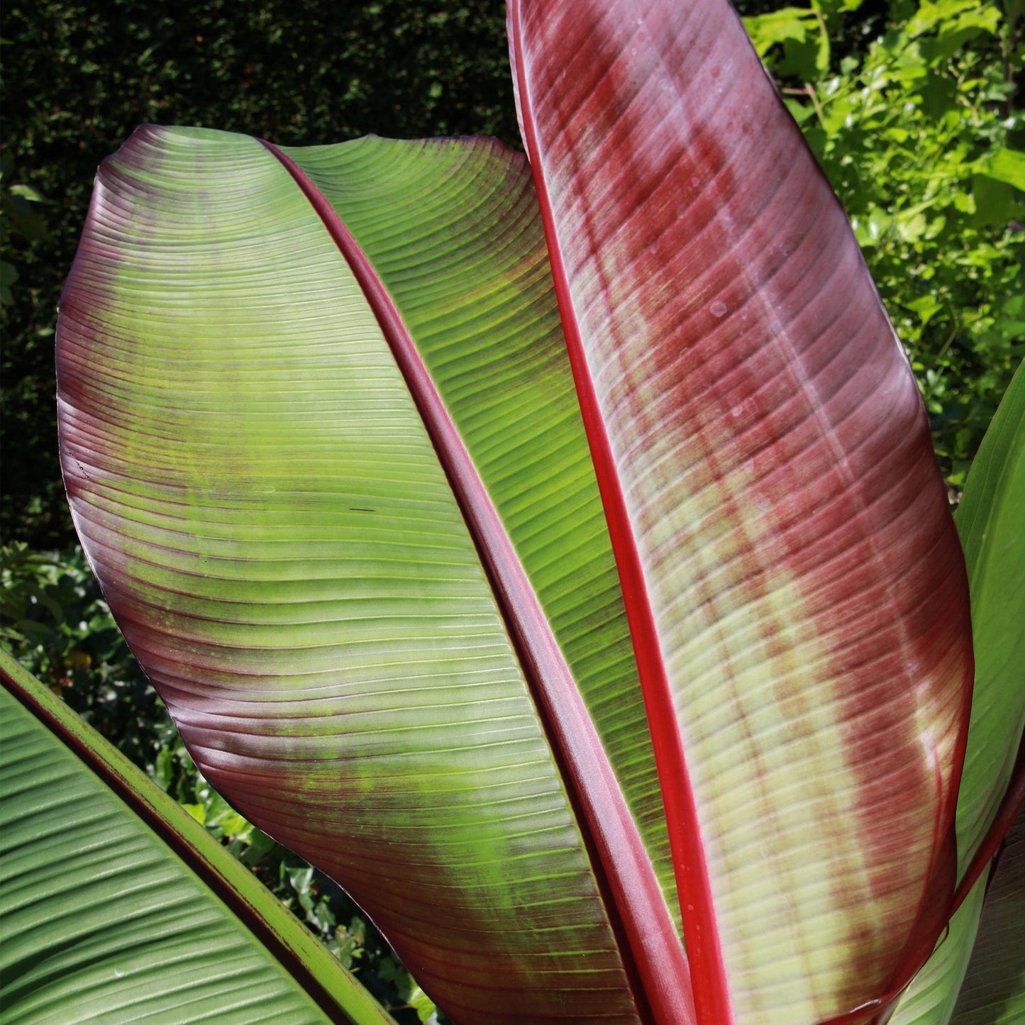 Fruiting Plant - Musa ensete Maurelli - Banana Tree - Winter Hardy - Red-Green - 2 Plants - 15cm Pot - 50cm Height