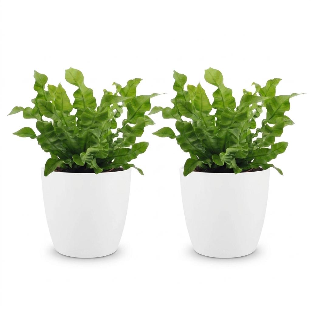 Asplenium Crispy Wave - Asplenium Crispy Wave - 2 Piante - con Vaso Bianco - Vaso 12cm - Altezza - 30cm