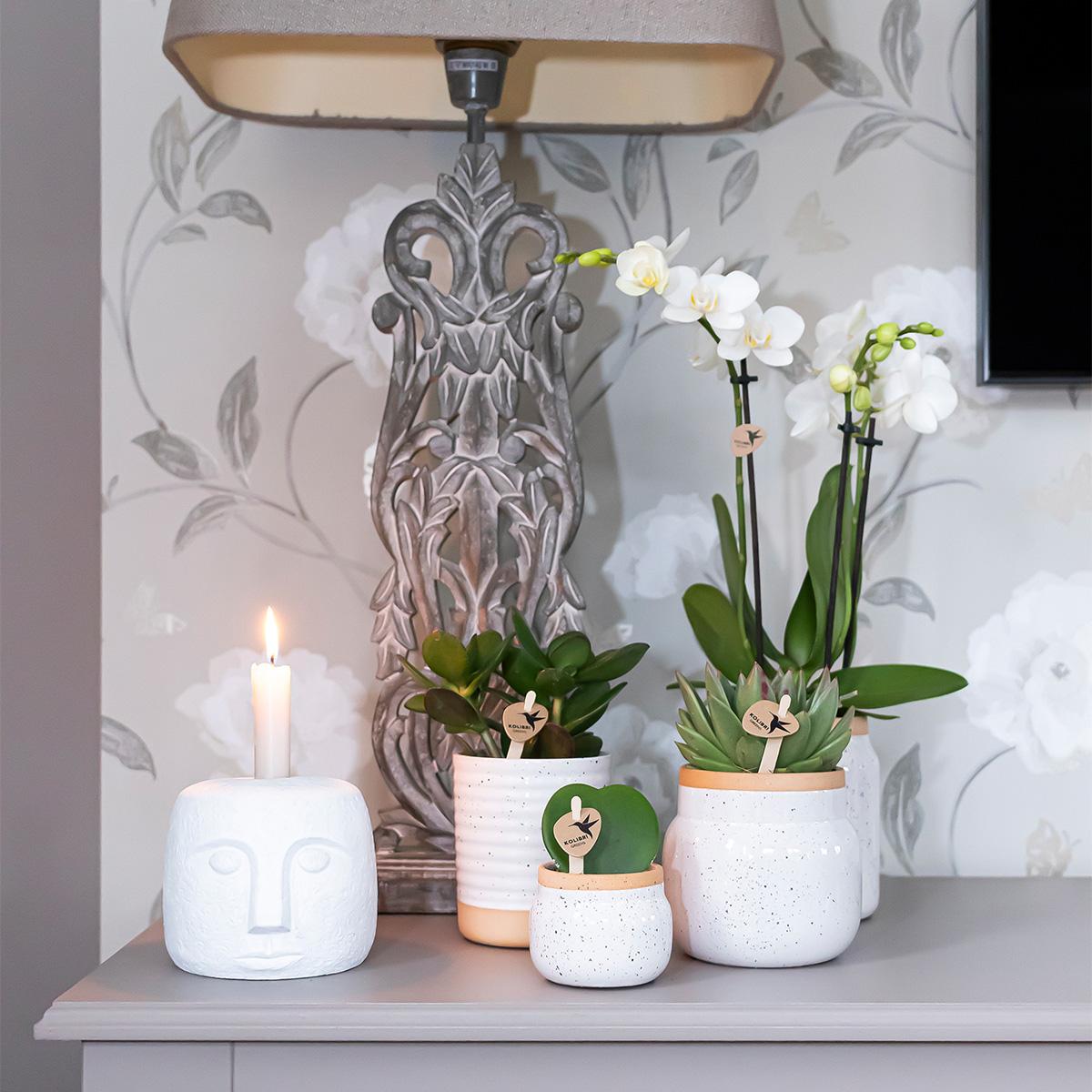 Orchidee Kolibri - Mix di scatole a sorpresa - scatola sconto per piante - scatola a sorpresa con 4 diverse orchidee - fresche dal coltivatore