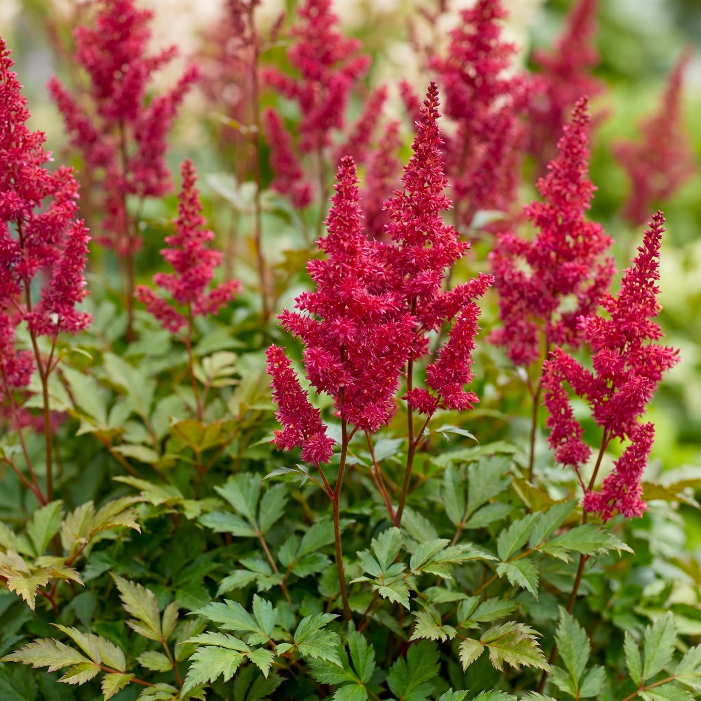 Vasteplant - Astilbe (A) Fanal - Pluimspirea - Schaduw - Rood - 6 Planten - Pot 11cm - Hoogte 15-25cm