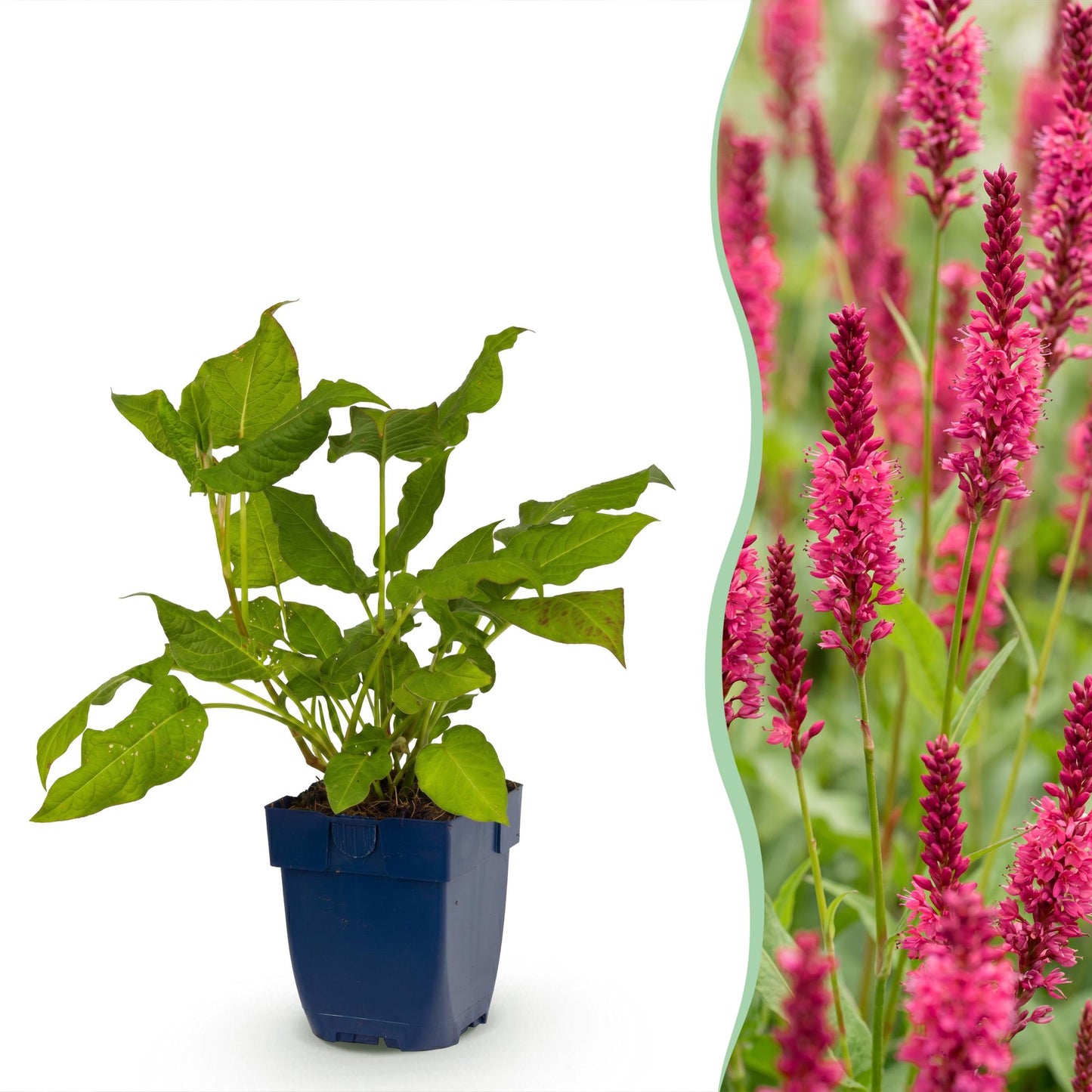 Vasteplant - Persicaria amplexicaulis - Duizendknoop - Schaduw - Rood - 1 Plant - Pot 11cm - Hoogte 15-25cm