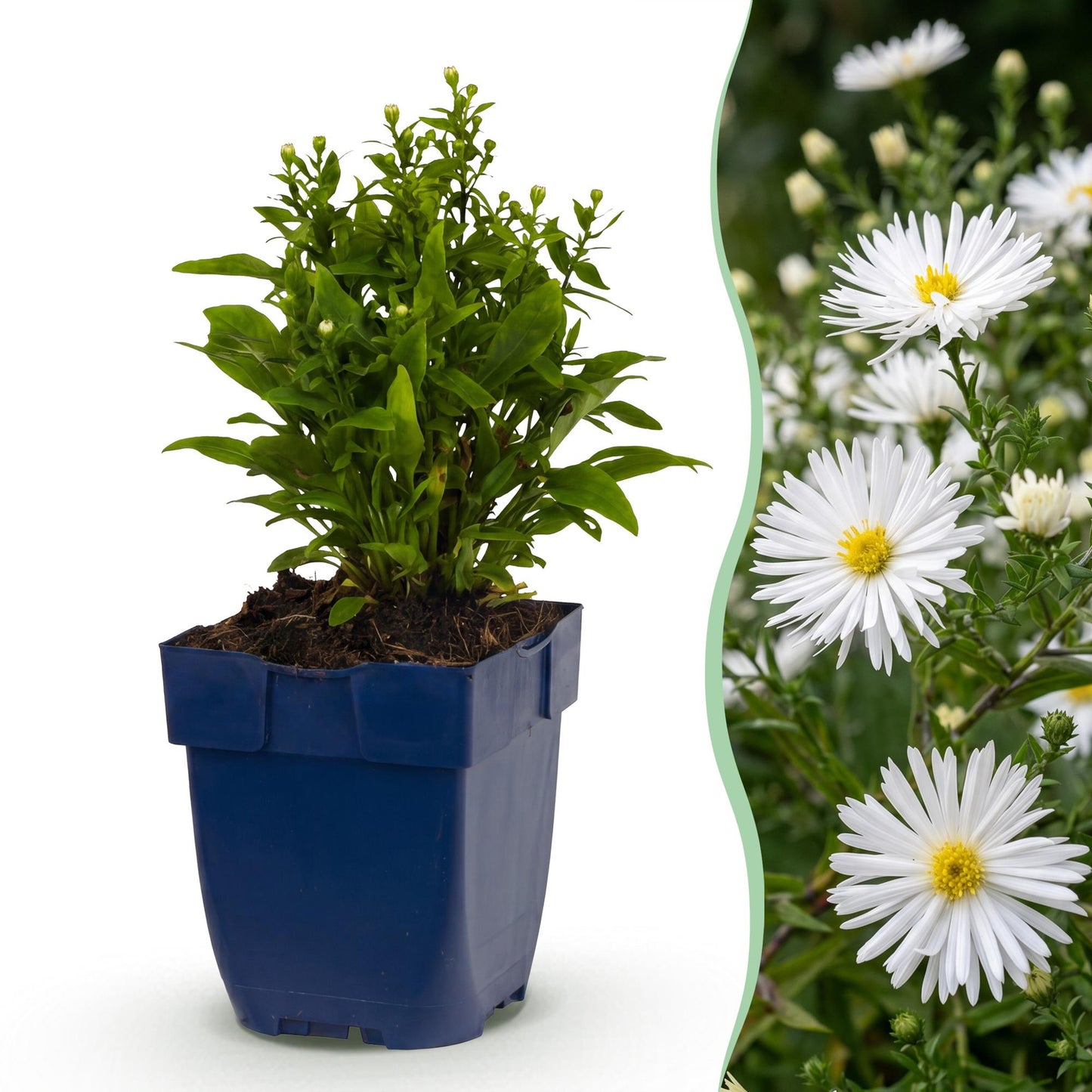 Vasteplant - Aster (D) Schneekissen - Zeeaster - Bijen en Vlinderlokkers - Wit - 3 Planten - Pot 11cm - Hoogte 15-25cm