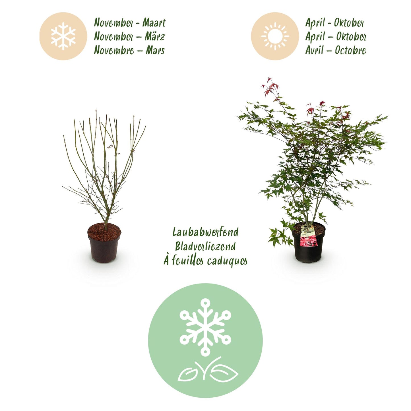 Garden Plant - Acer palmatum Beni Maiko - Japanese Maple - Deciduous - Red - 1 - Pot 26cm - Height 90cm