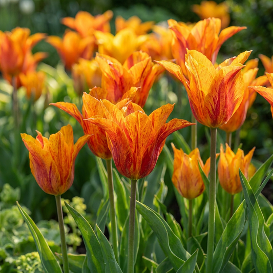 96x Tulipa Vendeeglobe - Tulip Vendeeglobe - Yellow - Spring Bloomer - Bulb size 11/12
