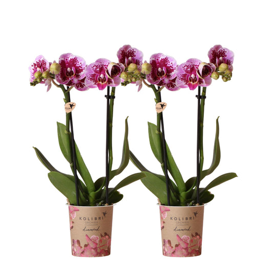 Orchidee colibrì | OFFERTA COMBI di 2 orchidee phalaenopsis rosa viola - El Salvador - vaso Ø9cm | pianta d'appartamento in fiore - fresca dal coltivatore