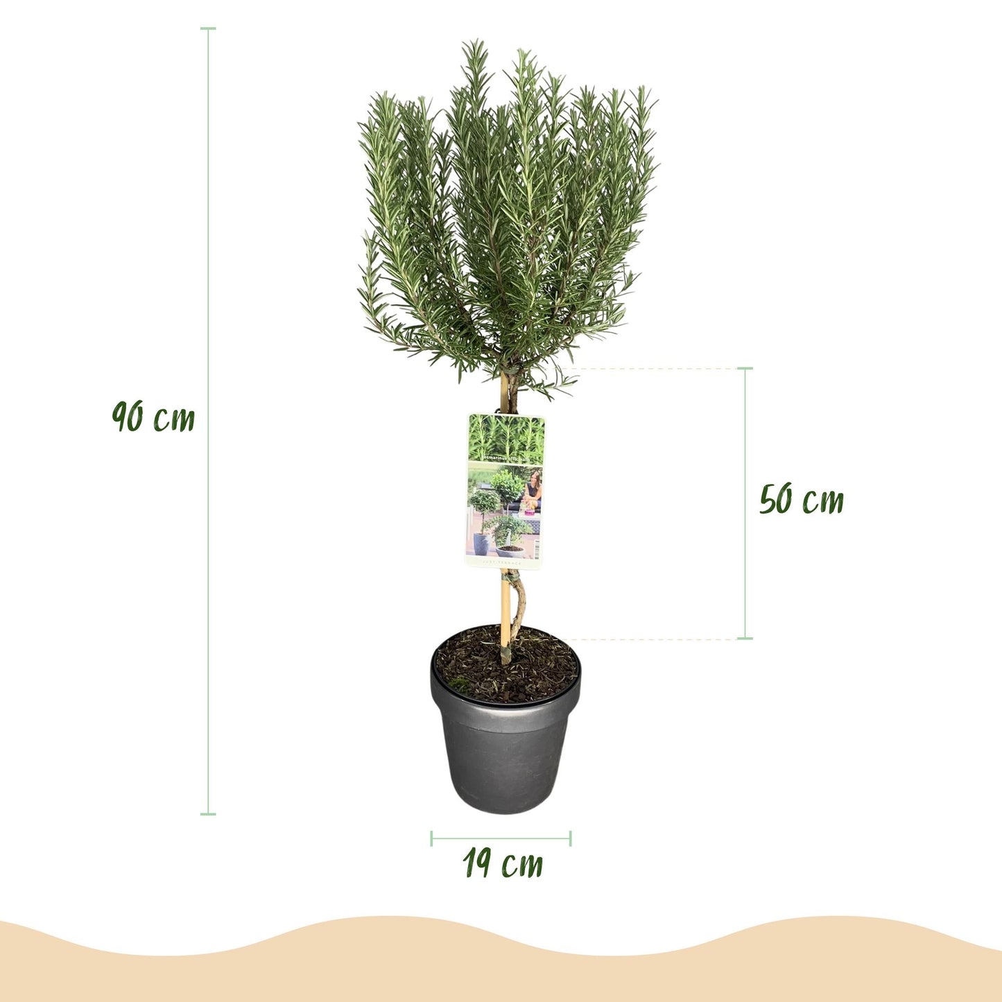 Green boutiQ - Plant op Stam - Rosmarinus officinalis - Terras Plant - Bladhoudend - Winterhard - Paarse Bloem - Pot 19cm Hoogte 90cm