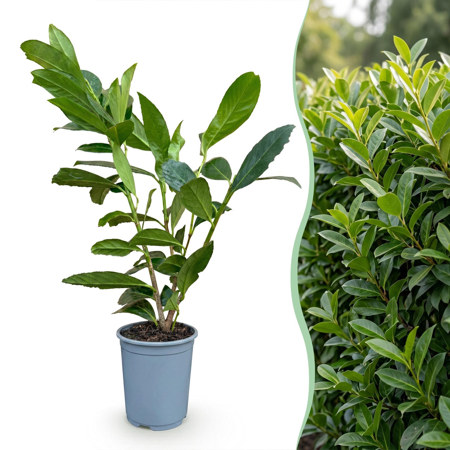 Green boutiQ - 8x Prunus laur. Caucasica - Cherry Laurel - Hedge Plants - Evergreen - Green - 9cm Pot - Height 25-35cm