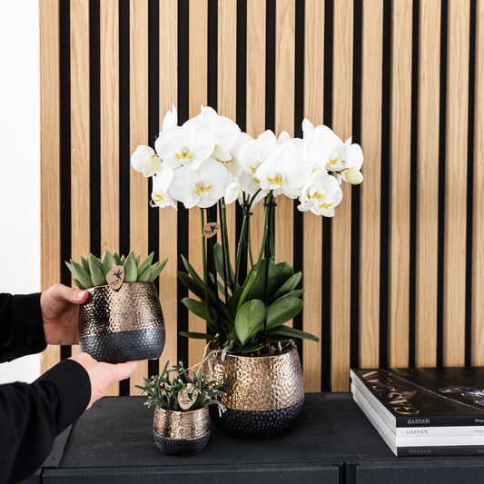 Kolibri Orchidee I OFFERTA COMBI di 2 orchidee Phalaenopsis bianche - dimensioni vaso Ø12 cm | pianta d'appartamento in fiore - fresca dal coltivatore
