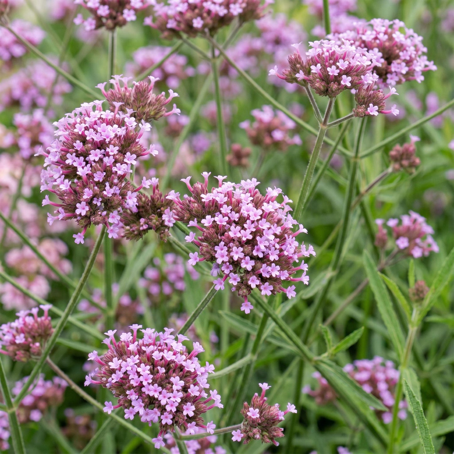 Green boutiQ - Plante vivace - Verbena bonariensis Lollipop - Verveine de Buenos Aires - Attire les abeilles et les papillons - Violet - 6 Plantes - Pot 11cm - Hauteur 15-25cm