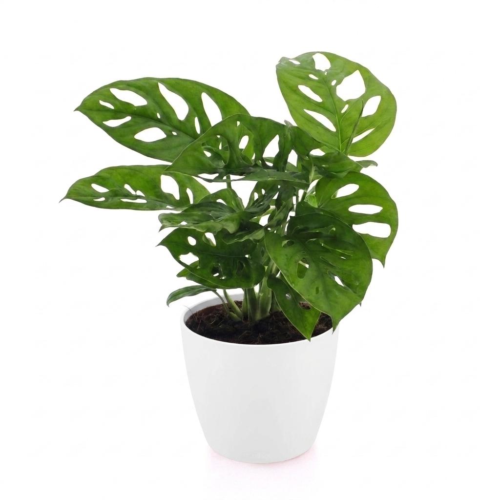 Monstera Adansonii - Rhaphidophora Tetrasperma - 1 Plant - with Pot White - Pot 12cm - Height - 25cm