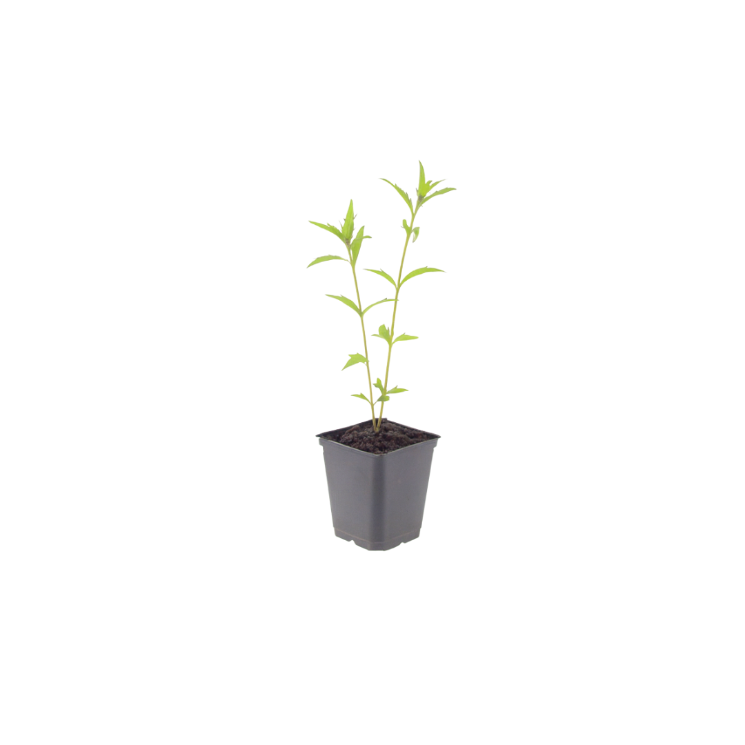 60x Kalimeris incisa 'Blue Star' - ↕10-25cm - Ø9cm