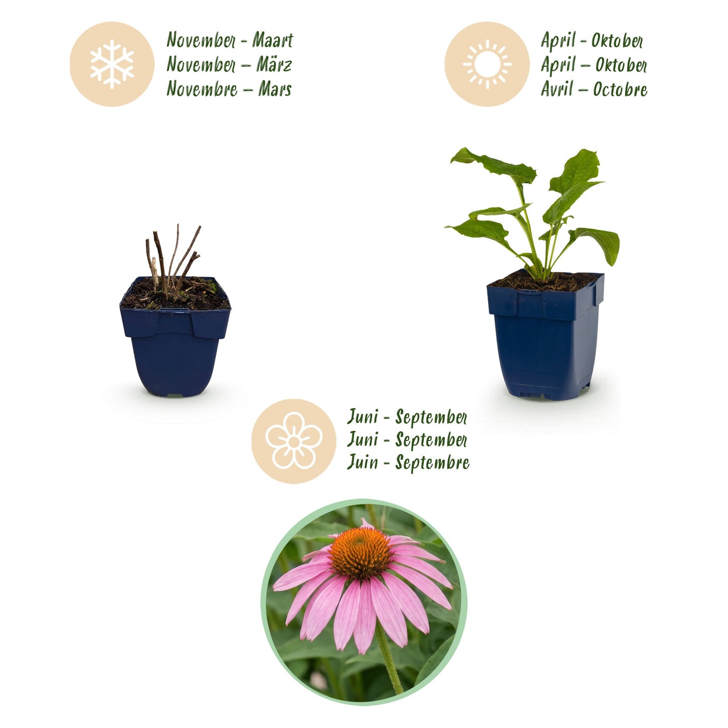 Perennial - Echinacea purp. Magnus - Coneflower - Bee and butterfly attractors - Pink - 12 Plants - Pot 11cm - Height 15-25cm