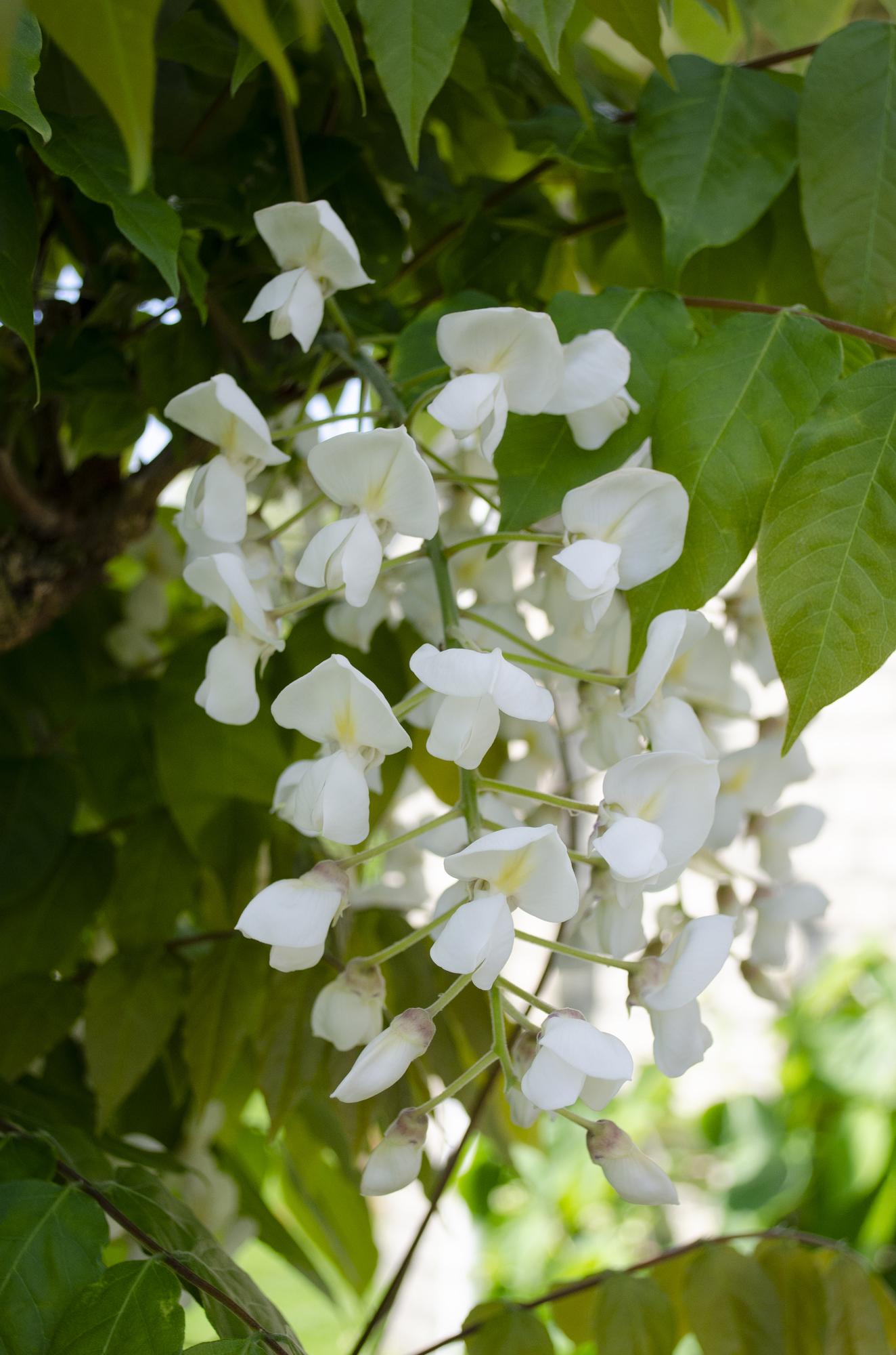 Wisteria floribunda Alba - White Wisteria - Ø15cm - ↕65cm